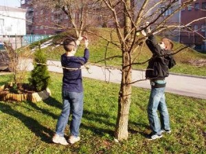 najprej smo si dobro ogledali drevje