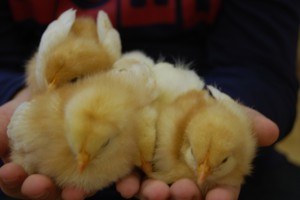 piščančke smo greli