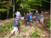 raziskava gozdnih tal