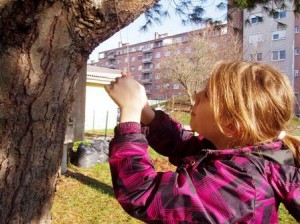 vezali smo tudi na debelejše veje