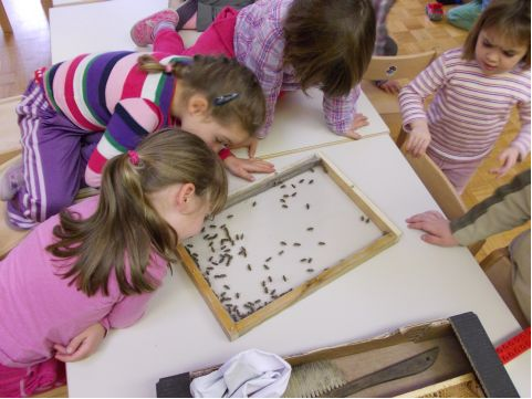 Čebelice smo videli čisto od blizu.